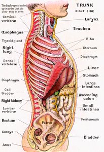 Vista anatómica del torso humano de German School