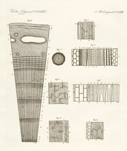 Anatomía de la madera de German School