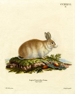 Conejo de Angora de German School