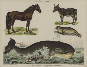Animales de German School