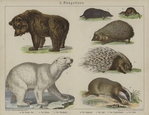 Animales de German School