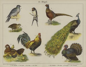 Animales de German School