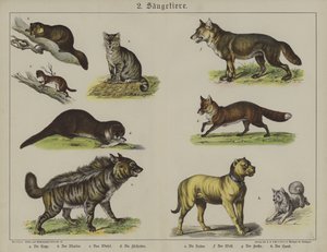 Animales de German School