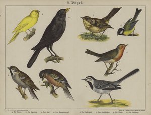 Animales de German School