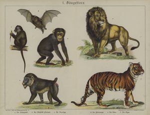 Animales de German School