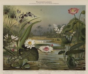Plantas acuáticas de German School
