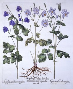 Aquilegia, de Hortus Eystettensis, por Basil Besler, pub. 1613