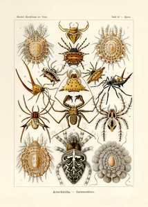 Arachnida de German School