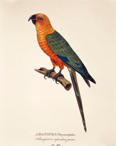 Aratinga Chrysocephalus, tabla XIV de 