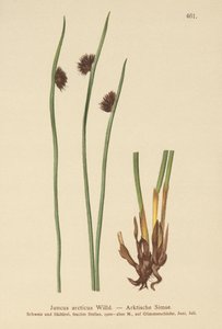 Juncia Ártica (Juncus arcticus) de German School