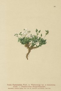 Draba ártica (Draba fladnitzensis, Draba altaica, Draba wahlenbergi)