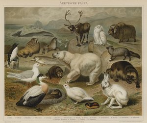 Fauna ártica de German School