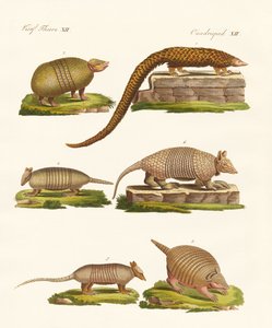 Animales con armadura de German School