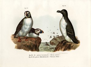 Frailecillo ártico, 1864 de German School