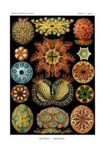 Ascidiae de German School