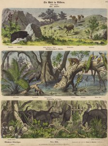 Asia: animales y plantas de montaña; inundaciones en el este de India; captura de elefantes en Ceilán de German School