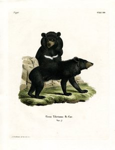 Oso Negro Asiático de German School