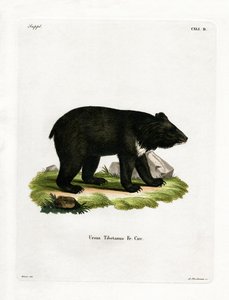 Oso Negro Asiático de German School