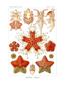 Asteridea de German School