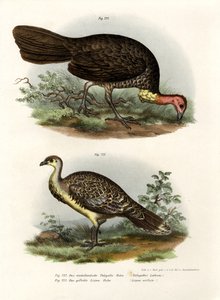 Pavo de matorral australiano, 1864 de German School
