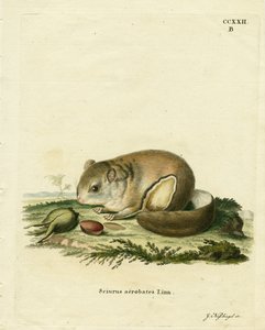 Petauro pigmeo australiano de German School