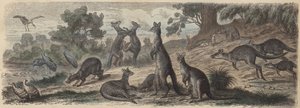 Fauna australiana (grabado coloreado) de German School