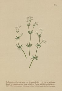 Hierba de cama austriaca (Galium Austriacum, Galium silvestre (var. glabrum), Galium commutatum) de German School