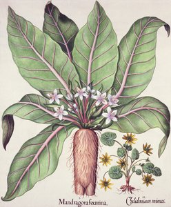 Mandrágora de otoño, de Hortus Eystettensis por Basil Besler, pub. 1613