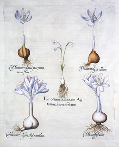 Campanilla de otoño y azafranes de pradera, de Hortus Eystettensis, por Basil Besler, pub. 1613 de German School