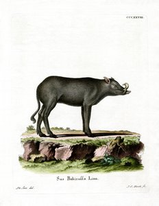 Babirusa de German School
