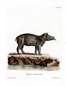 Tapir de Baird de German School