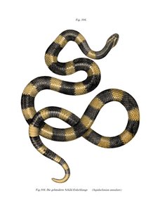 Krait de bandas