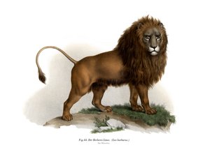 León de Berbería