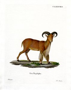 Oveja de Berbería de German School