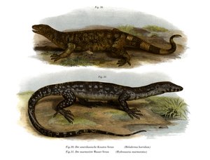 Lagarto de cuentas