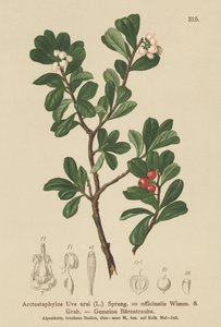 Gayuba (Arctostaphylos Uva ursi, Arctostaphylos officinalis)
