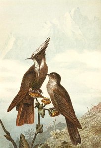 Crestas barbadas, lámina de "Brehms Tierleben: Allgemeine Kunde des Tierreichs", vol 4, p. 675, publicado por Bibliographisches Institut de German School