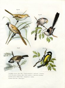 Pájaro Matorral Barbudo, 1864 de German School