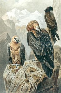 Quebrantahuesos, lámina de "Brehms Tierleben: Allgemeine Kunde des Tierreichs", vol.6, p.415, publicado por Bibliographisches Institut