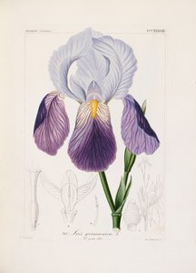 Iris barbudo, grabado por Ch. Schnorr de German School