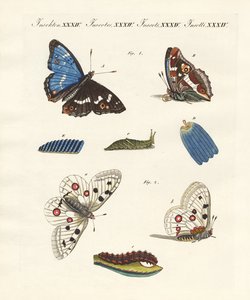 Hermosas mariposas de German School