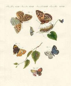 Hermosas mariposas alemanas