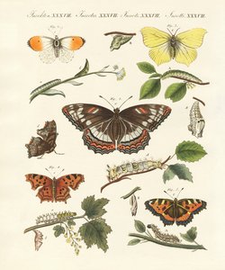 Hermosas mariposas alemanas