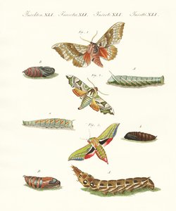Hermosas mariposas crepusculares alemanas de German School