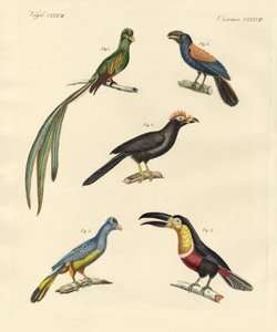 Aves trepadoras hermosas y nuevas de German School