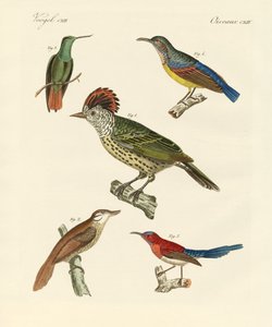 Aves hermosas y extrañas de German School