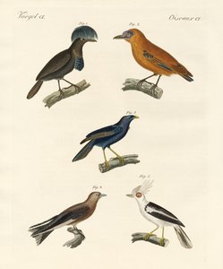 Hermosas aves