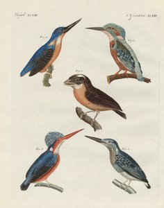 Aves hermosas de German School