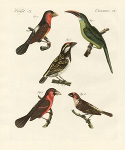 Hermosas aves trepadoras de German School