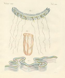 Hermosas medusas peine